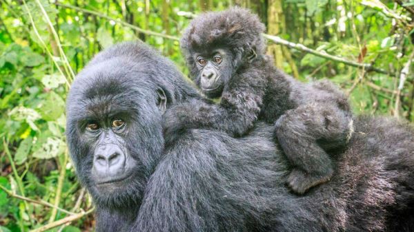Коронавирус может уничтожить популяции горилл, шимпанзе и орангутангов